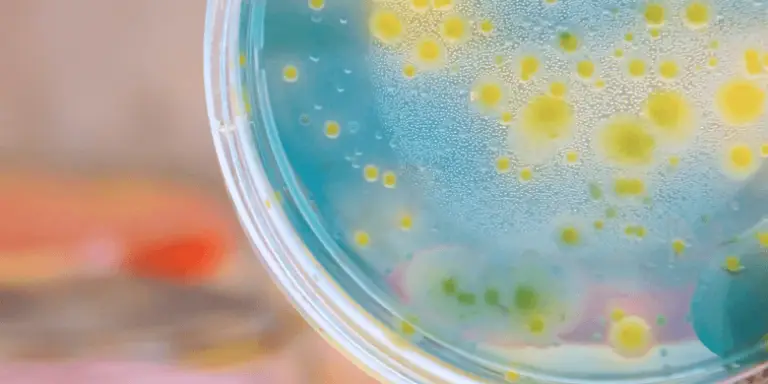 Microbial dyeing: biological colors for a sustainable textile future